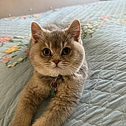 Dior is registered to the contest to win money with this photo: cat, gray_cat, fluffy, pet, animal, bed, quilt, floral_pattern, indoor, cute, curious, collar, tag, whiskers, ears, paws, feline, relaxed, soft, portrait