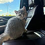 Dior joined the competition — help win amazing prizes! kitten, cat, gray_fur, car_interior, leather_seat, armrest, window, blue_sky, clouds, collar, pet_tag, curious, cute, feline, sitting, indoor, daylight, vehicle, young_cat, fluffy