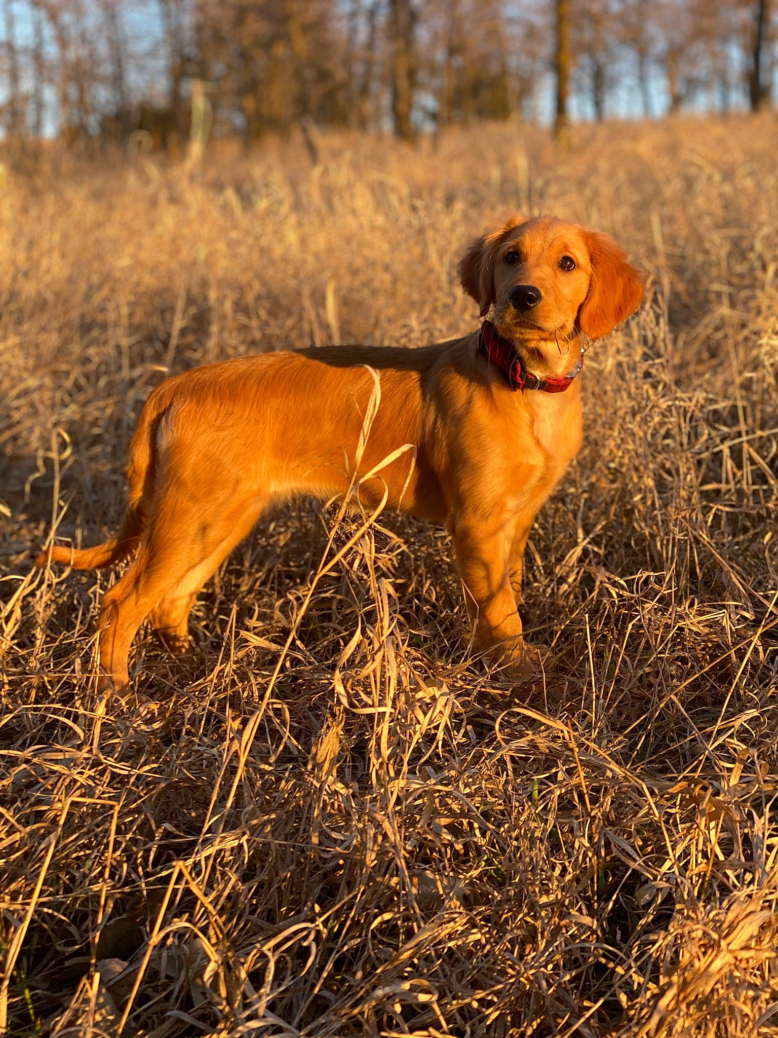 Lilah joined the competition — help win amazing prizes! carnivore, companion_dog, dog, dog_breed, fawn, grass, grassland, gun_dog, hound, hunting_dog, landscape, liver, plant, prairie, soil, sporting_group, tail, terrestrial_animal, tree, working_animal