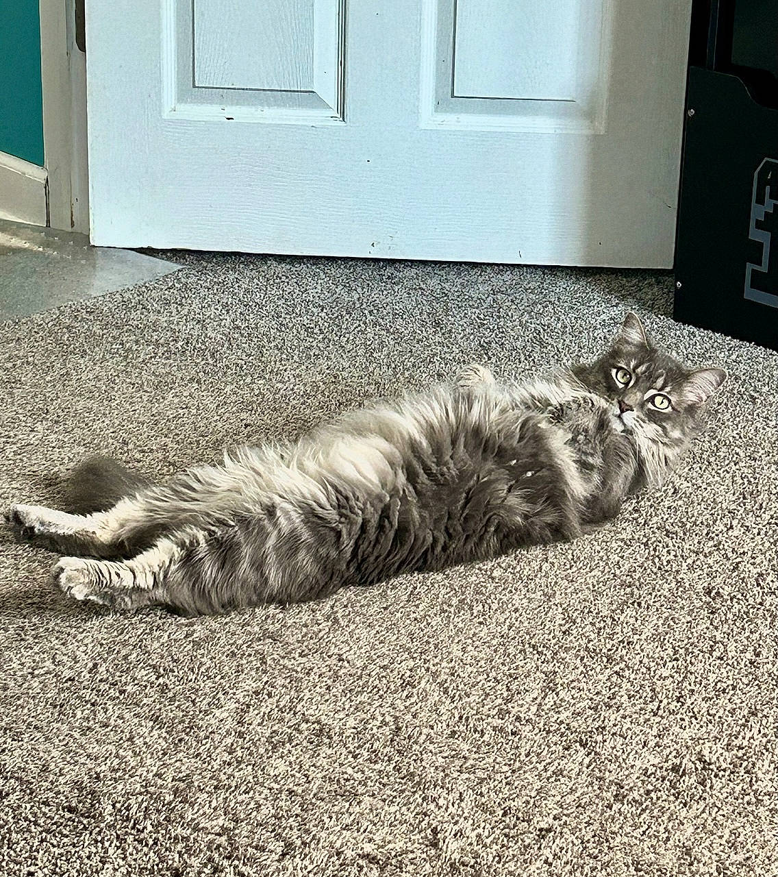 Toby is registered to the contest to win money with this photo: carnivore, cat, comfort, door, felidae, floor, flooring, grass, grey, mammal, monochrome_photography, road_surface, small_to_medium_sized_cats, snout, tail, terrestrial_animal, vertebrate, whiskers, wildlife, wood