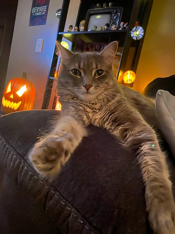 Toby joined the competition — help win amazing prizes! bed, carnivore, cat, claw, comfort, couch, darkness, domestic_short_haired_cat, felidae, fur, night, paw, room, small_to_medium_sized_cats, snout, tail, whiskers