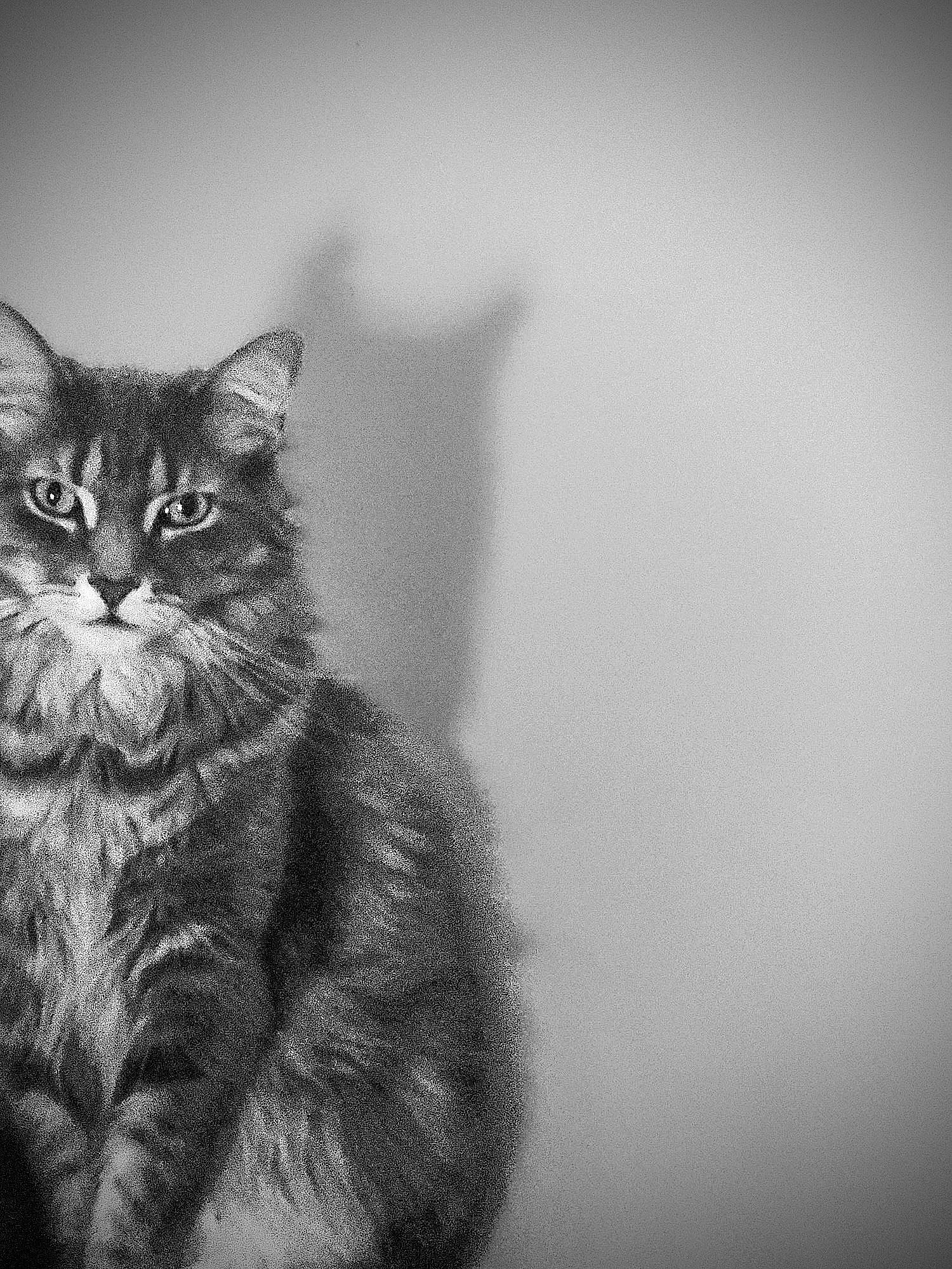 Toby is registered to the contest to win money with this photo: art, black_cat, carnivore, cat, darkness, domestic_short_haired_cat, felidae, flash_photography, fur, grey, monochrome, monochrome_photography, small_to_medium_sized_cats, snout, still_life_photography, tail, terrestrial_animal, whiskers, wildlife, wood