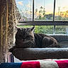 animal, cat, cozy, curtains, domestic, evening, feline, fluffy_bed, home, indoor, lace, nature_outside, peaceful, pet, quiet, relaxing, resting, soft_texture, sunset, window