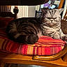 animal, cat, chair, closeup, cozy, cushion, cute, domestic, feline, furniture, grumpy, home, indoor, mammal, pet, portrait, relaxed, resting, striped, wooden_furniture