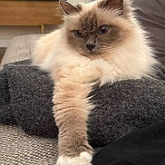Olya a rejoint le concours — aidez-le/la à gagner de superbes lots ! cat, fluffy, indoor, relaxed, paw, blanket, feline, pet, cute, cozy, stretching, animal, mammal, fur, whiskers, domestic, resting, soft, portrait, comfort