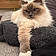 Olya