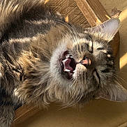 Mousse Moose joined the competition — help win amazing prizes! animal, cat, chair, closeup, cute, ear, feline, fluffy, fur, indoor, mammal, mouth_open, pet, relaxed, sleepy, sunlight, tabby, whiskers, wood, yawning