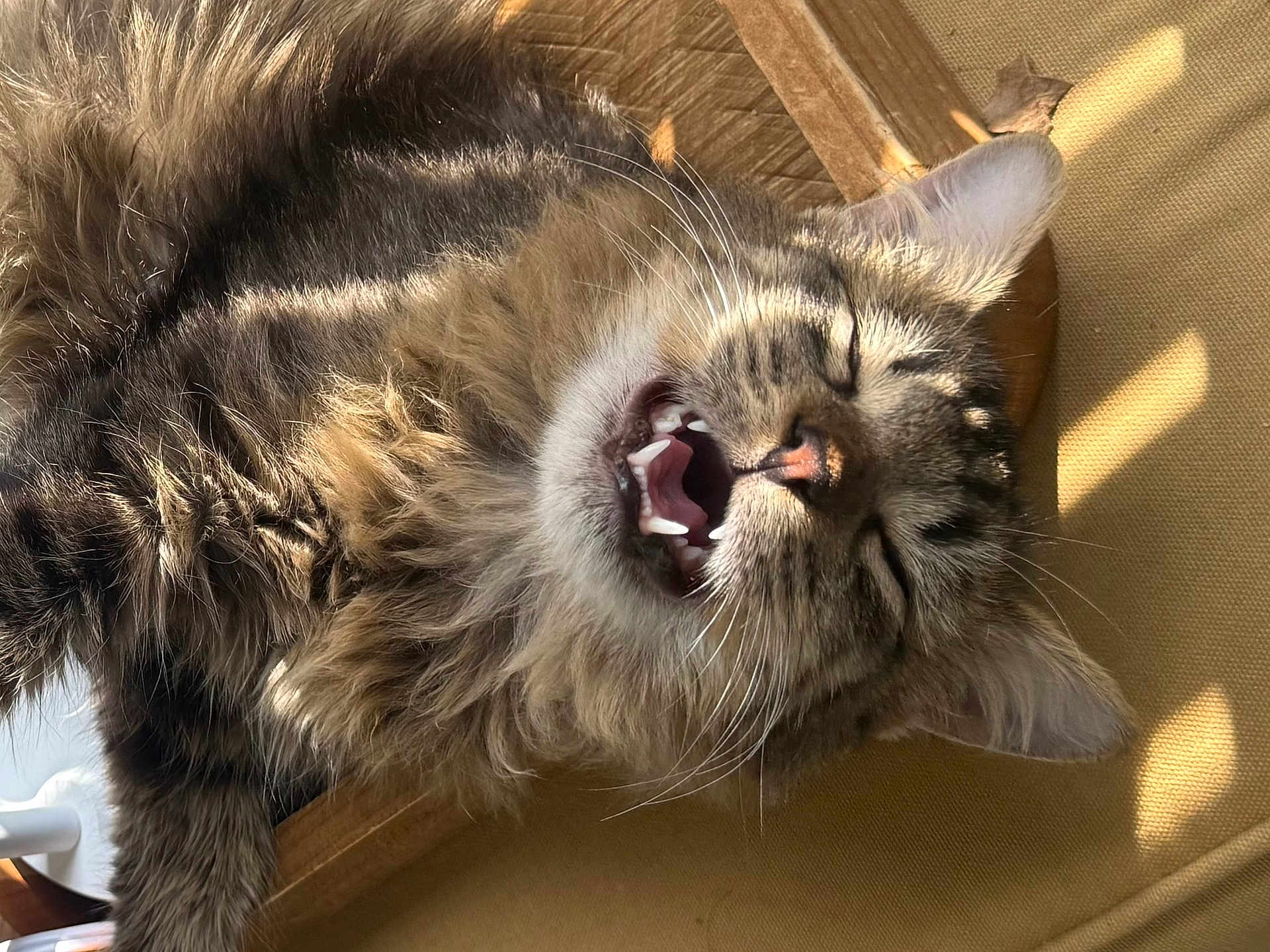 Mousse Moose joined the competition — help win amazing prizes! animal, cat, chair, closeup, cute, ear, feline, fluffy, fur, indoor, mammal, mouth_open, pet, relaxed, sleepy, sunlight, tabby, whiskers, wood, yawning