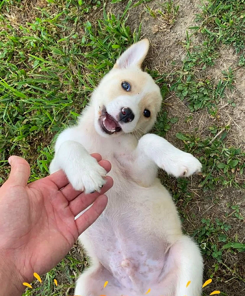 Houston is registered to the contest to win money with this photo: ancient_dog_breeds, canidae, carnivore, companion_dog, dog, dog_breed, fawn, fur, gesture, grass, happy, non_sporting_group, paw, photo_caption, plant, snout, spitz, sporting_group, tail, trunk