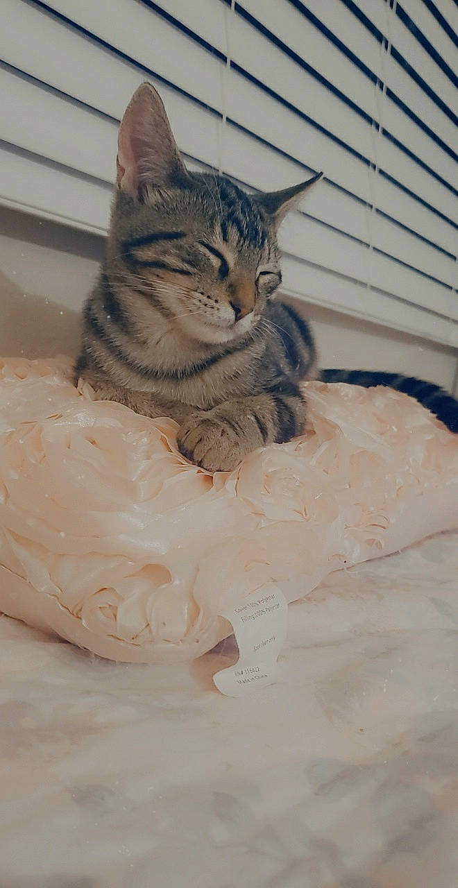 Suri