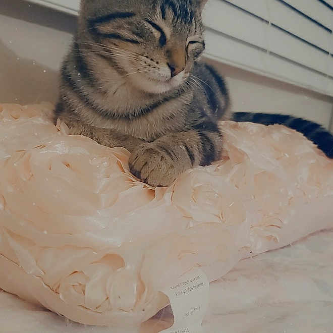 Suri