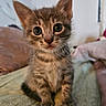 cat, kitten, tabby, brown_fur, fluffy, wide_eyes, large_ears, whiskers, sitting, front_view, indoor, bed, blanket, bedroom, pet, animal, close_up, portrait, adorable, photography