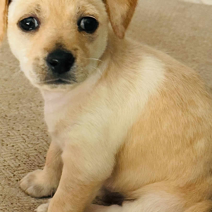 Maya joined the competition — help win amazing prizes! puppy, dog, young, cute, sitting, carpet, indoor, pet, fur, small, animal, looking, cozy, young_animal, adorable, mammal, ears, nose, paws, face