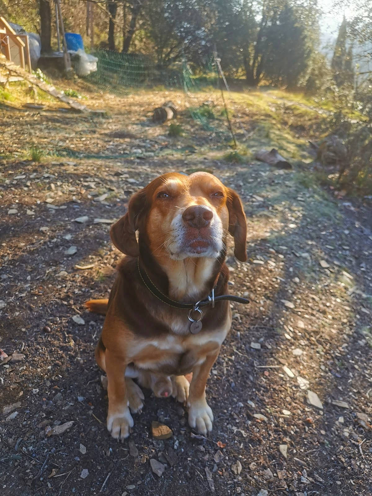Liwo participe au concours pour gagner de l'argent avec cette photo : asphalt, carnivore, collar, companion_dog, dog, dog_breed, dog_collar, fawn, grass, gun_dog, landscape, leash, liver, plant, road_surface, soil, sporting_group, tail, tree, wood