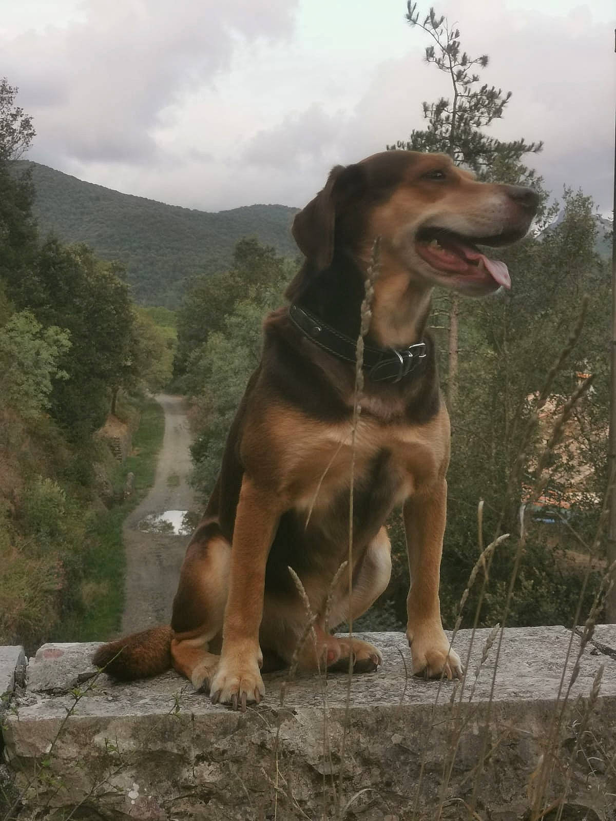 Liwo participe au concours pour gagner de l'argent avec cette photo : adventure, canidae, carnivore, cloud, collar, companion_dog, dog, dog_breed, dog_collar, fawn, landscape, liver, plant, sky, snout, sporting_group, terrestrial_animal, tree, wildlife, working_animal