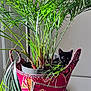 kitten, black_cat, plant, indoor, potted_plant, green_leaves, sunlight, patterned_fabric, table, basket, curious, hiding, pet, animal, feline, decor, home, cute, small, cozy