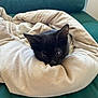 Prince a rejoint le concours — aidez-le/la à gagner de superbes lots ! kitten, black_cat, blanket, cozy, couch, pet, animal, indoor, cute, fur, whiskers, ears, resting, comfort, soft, nest, curious, small, young, home