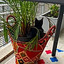 Prince a rejoint le concours — aidez-le/la à gagner de superbes lots ! cat, black_cat, plant, flower_pot, woven_basket, indoor, rug, colorful, greenery, balcony, furniture_leg, decor, home, pet, animal, cozy, curious, leaf, pattern, texture