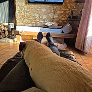 Obelix participe au concours pour gagner de l'argent avec cette photo : dog, lap, person, legs, socks, jeans, couch, living_room, stone_wall, tv, wood, firewood, curtain, rug, bench, cozy, relaxing, indoor, daylight, pet