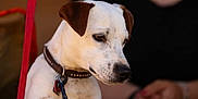 Obelix participe au concours pour gagner de l'argent avec cette photo : dog, white_dog, brown_ears, collar, leash, pet, animal, closeup, outdoor, person, blurred_background, furry, canine, portrait, cute, domestic_animal, companionship, resting, calm, leash_clip
