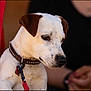 dog, white_dog, brown_ears, collar, leash, pet, animal, closeup, outdoor, person, blurred_background, furry, canine, portrait, cute, domestic_animal, companionship, resting, calm, leash_clip