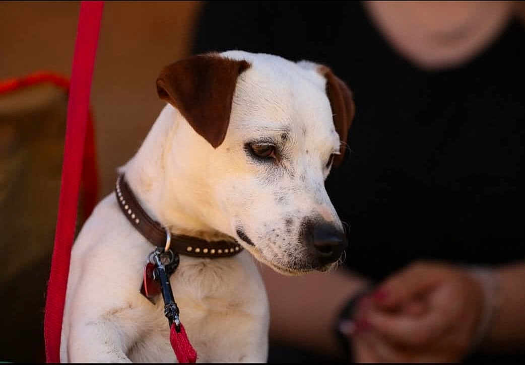 Obelix participe au concours pour gagner de l'argent avec cette photo : dog, white_dog, brown_ears, collar, leash, pet, animal, closeup, outdoor, person, blurred_background, furry, canine, portrait, cute, domestic_animal, companionship, resting, calm, leash_clip