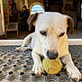 Obelix a rejoint le concours — aidez-le/la à gagner de superbes lots ! dog, tennis_ball, mat, white_dog, brown_ears, indoor, doorway, arched_windows, blurred_background, focus, animal, pet, playing, floor, close_up, paws, snout, resting, natural_light, home