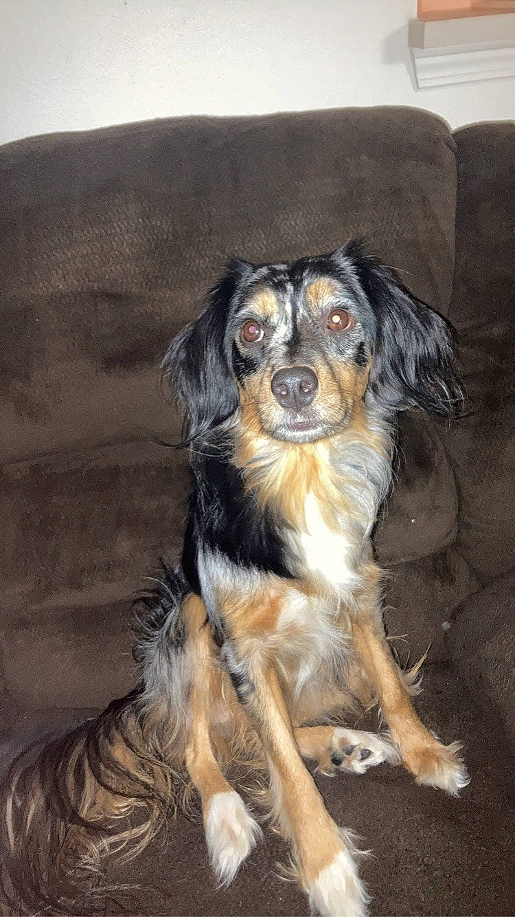 Rosie is registered to the contest to win money with this photo: ball, canidae, carnivore, clock, companion_dog, dog, dog_breed, fawn, fur, puppy, snout, sporting_group, terrestrial_animal, whiskers, working_dog