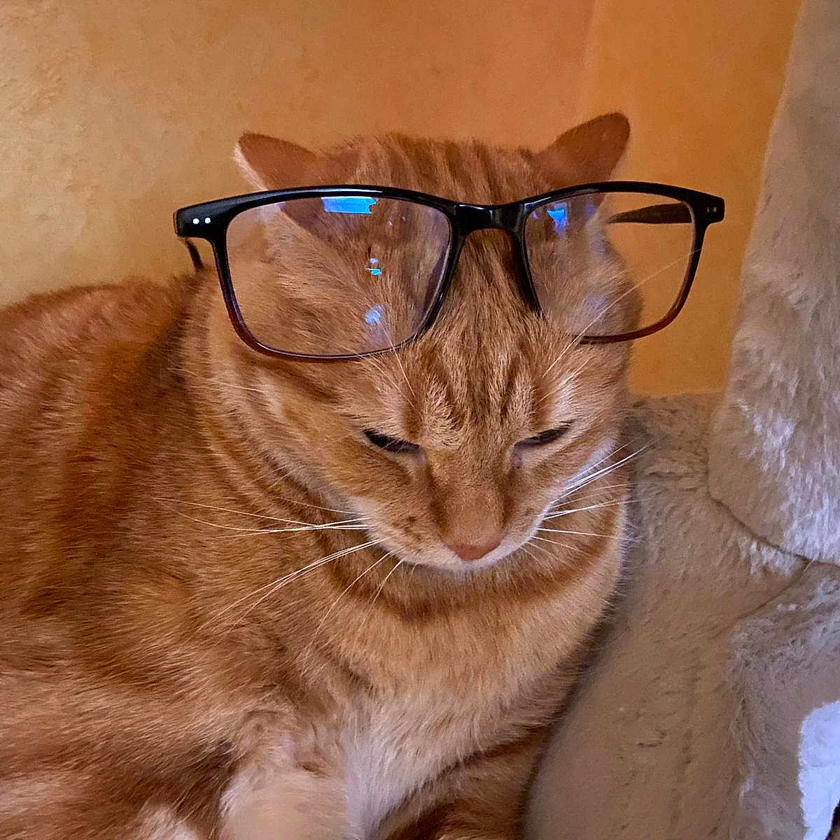 Saphir participe au concours pour gagner de l'argent avec cette photo : abyssinian, accessories, angora, animal, blanket, cat, glasses, hardwood, kitten, pet, stainedwood, sunglasses, wood