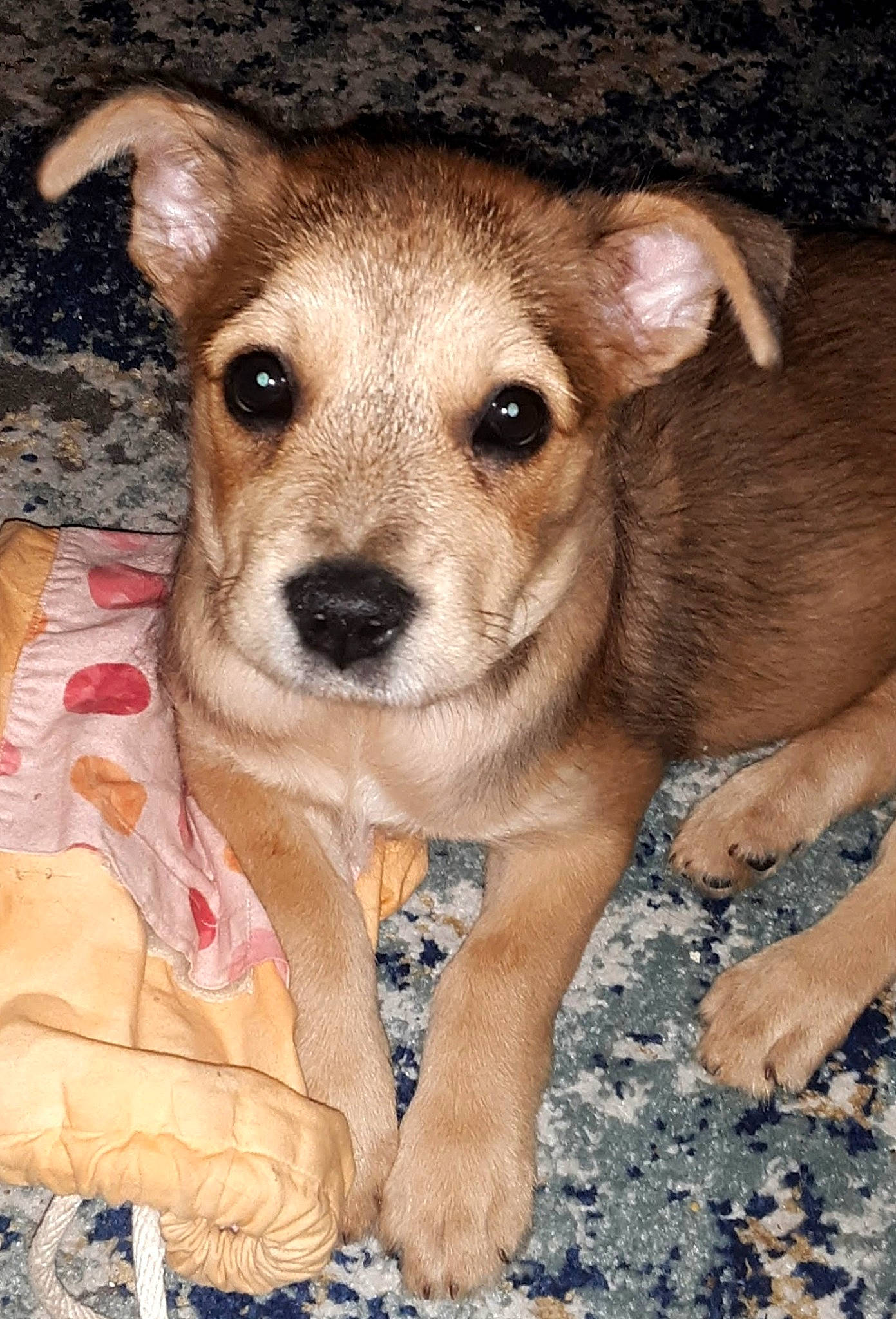 April joined the competition — help win amazing prizes! canidae, carnivore, companion_dog, dog, dog_breed, ear, fawn, fur, sporting_group, terrestrial_animal, whiskers, working_animal