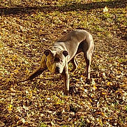 Smokie is registered to the contest to win money with this photo: dog, animal, outdoor, leaves, autumn, playful, sunlight, shadow, nature, pet, canine, brown, muscular, grass, fall, park, daytime, ground, forest_floor, mammal