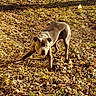 animal, autumn, brown, canine, daytime, dog, fall, forest_floor, grass, ground, leaves, mammal, muscular, nature, outdoor, park, pet, playful, shadow, sunlight