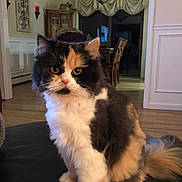 Chanel joined the competition — help win amazing prizes! animal, black_white_orange, calico_cat, cat, chandelier, dining_room, ears, eyes, fluffy, fur, home_decor, indoors, leather_ottoman, living_room, long_hair, pet, sitting, tail, whiskers, wooden_floor