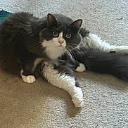 Skye is registered to the contest to win money with this photo: cat, fluffy, gray, white, carpet, pet, animal, indoor, stretching, curious, wide_eyes, feline, whiskers, paw, tail, relaxed, cute, mammal, domestic, fur