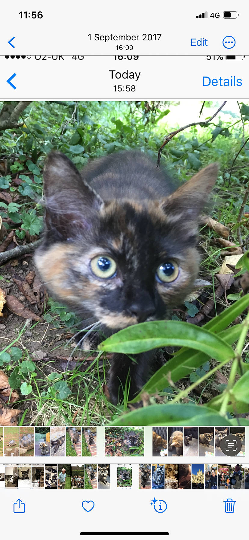 Ruby joined the competition — help win amazing prizes! adaptation, carnivore, cat, domestic_short_haired_cat, eye, fawn, felidae, grass, groundcover, leaf, nature, organism, plant, small_to_medium_sized_cats, snapshot, snout, terrestrial_animal, terrestrial_plant, vegetation, whiskers