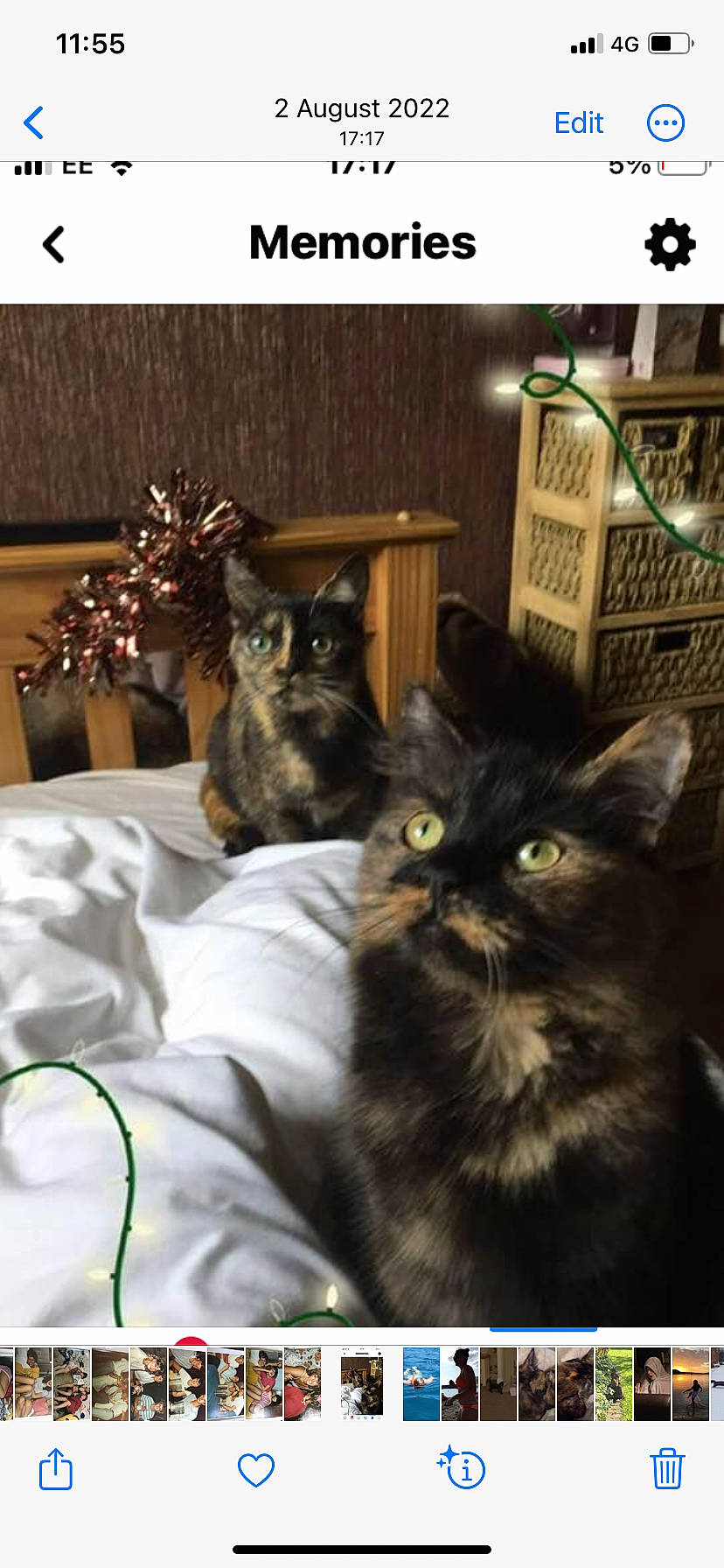 Ruby is registered to the contest to win money with this photo: black_cat, bombay, brown, carnivore, cat, comfort, domestic_short_haired_cat, felidae, fur, linens, paw, photo_caption, room, shelf, small_to_medium_sized_cats, tail, whiskers, wood