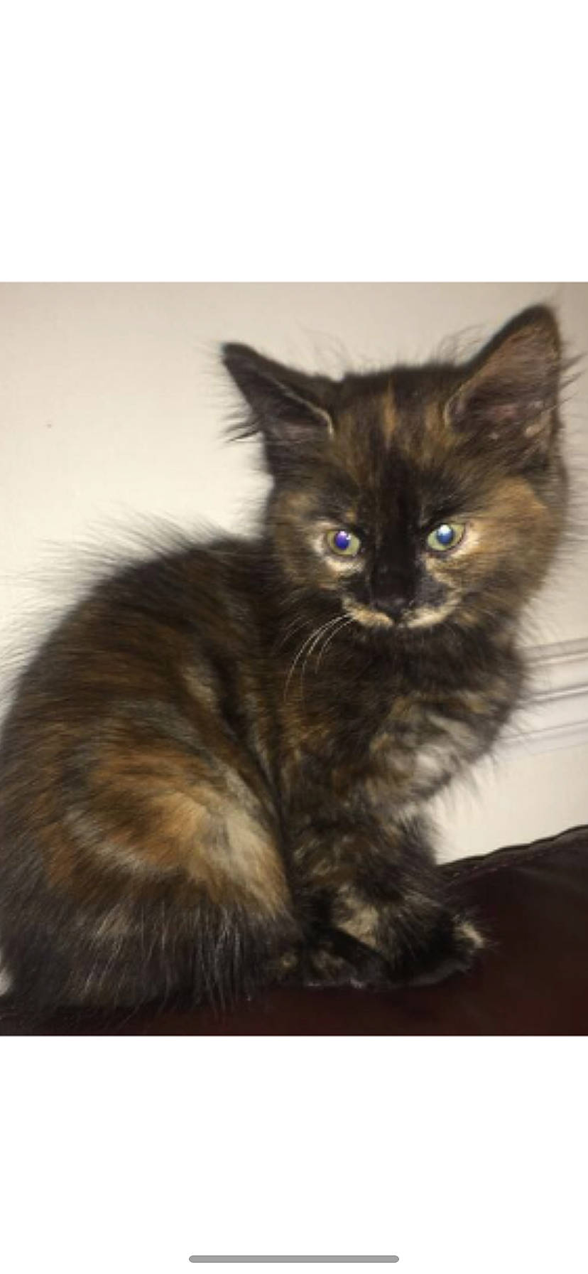 Ruby joined the competition — help win amazing prizes! black_cat, carnivore, cat, cat_supply, claw, domestic_short_haired_cat, ear, fawn, felidae, fur, laperm, maine_coon, paw, small_to_medium_sized_cats, snout, tail, terrestrial_animal, whiskers, window