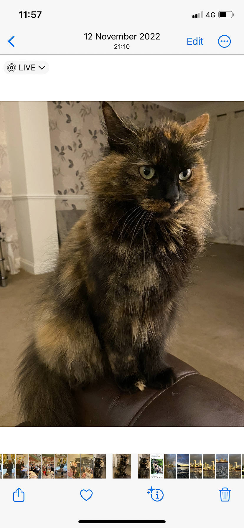 Ruby is registered to the contest to win money with this photo: black_cat, british_longhair, carnivore, cat, claw, domestic_short_haired_cat, felidae, flooring, fur, paw, rectangle, siberian, small_to_medium_sized_cats, tail, terrestrial_animal, whiskers, window
