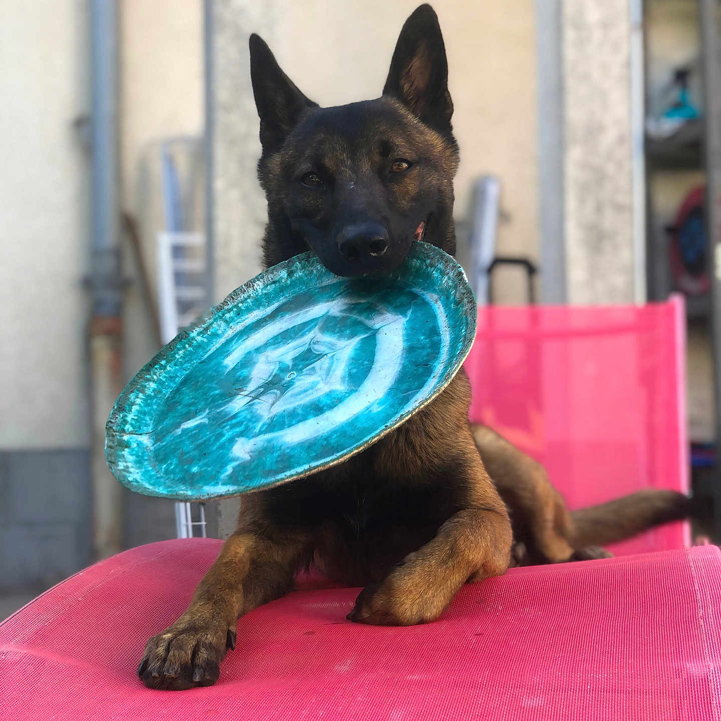 Beko participe au concours pour gagner de l'argent avec cette photo : animal, background_blur, canine, chair, dog, ears, frisbee, fur, mouth, outdoor, paw, pet, pink, playful, relaxed, resting, summer, sunlight, tongue, toy