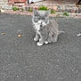 Chaussette a rejoint le concours — aidez-le/la à gagner de superbes lots ! kitten, cat, gray, white, fluffy, asphalt, brick_wall, stone_wall, doorway, plants, outdoor, curious, young_animal, pet, small, feline, paws, tail, texture, background