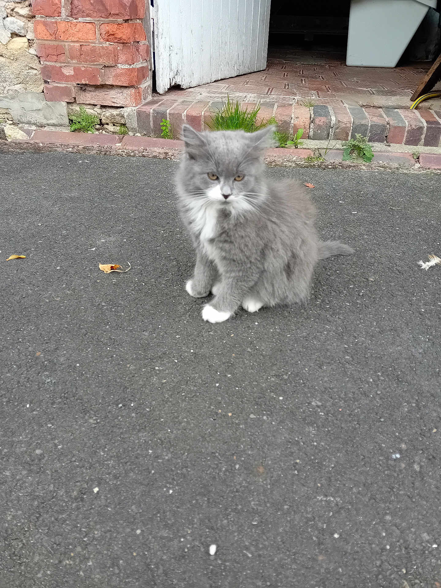 Chaussette a rejoint le concours — aidez-le/la à gagner de superbes lots ! kitten, cat, gray, white, fluffy, asphalt, brick_wall, stone_wall, doorway, plants, outdoor, curious, young_animal, pet, small, feline, paws, tail, texture, background
