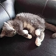 Chaussette participe au concours pour gagner de l'argent avec cette photo : kitten, cat, sleeping, fur, gray, white, paw, tail, leather_couch, relaxing, cute, pet, indoor, animal, feline, cozy, rest, soft, whiskers, domestic_cat