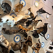 Pyta a rejoint le concours — aidez-le/la à gagner de superbes lots ! adult_cat, black_cat, calico, cat, cat_tree, crowded, domestic, feeding_time, food_plates, grey_cat, indoor, kitten, multiple_cats, orange_cat, paws, pet_food, siamese, tabby, tiled_floor, whiskers