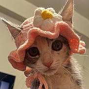 Charlotte joined the competition — help win amazing prizes! cat, animal, pet, close_up, hat, knitted_hat, flower, pink, white, yellow, cute, face, whiskers, ears, fur, looking, indoors, soft_lighting, portrait, curious