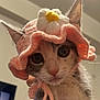 cat, animal, pet, close_up, hat, knitted_hat, flower, pink, white, yellow, cute, face, whiskers, ears, fur, looking, indoors, soft_lighting, portrait, curious