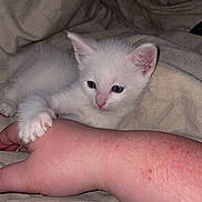 Turbo a rejoint le concours — aidez-le/la à gagner de superbes lots ! kitten, white_cat, hand, paw, bed, blanket, fur, pet, cute, animal, indoor, cozy, resting, sleepy, young, mammal, feline, comfort, touch, closeup