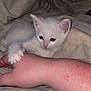 kitten, white_cat, hand, paw, bed, blanket, fur, pet, cute, animal, indoor, cozy, resting, sleepy, young, mammal, feline, comfort, touch, closeup