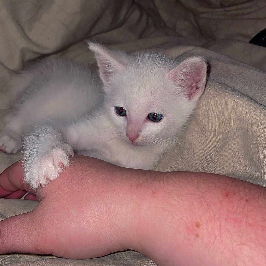 Turbo a rejoint le concours — aidez-le/la à gagner de superbes lots ! animal, bed, blanket, closeup, comfort, cozy, cute, feline, fur, hand, indoor, kitten, mammal, paw, pet, resting, sleepy, touch, white_cat, young