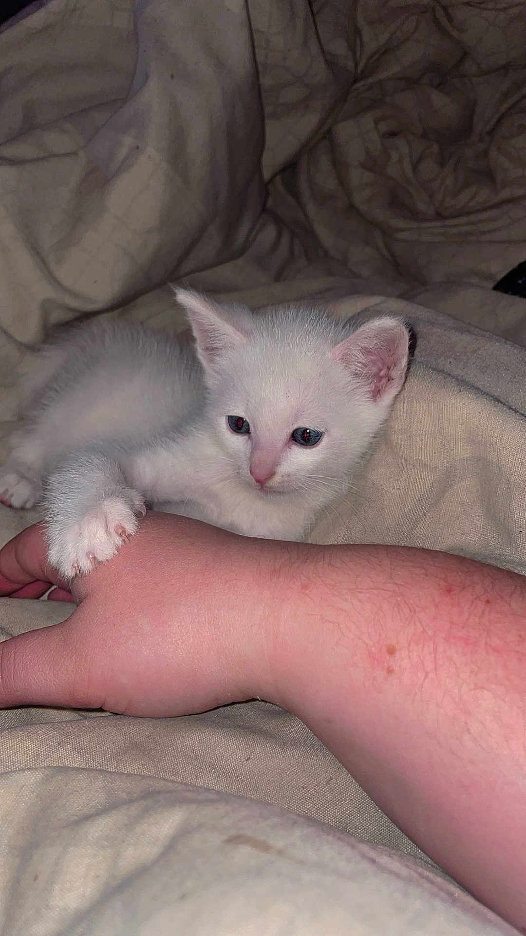 Turbo a rejoint le concours — aidez-le/la à gagner de superbes lots ! kitten, white_cat, hand, paw, bed, blanket, fur, pet, cute, animal, indoor, cozy, resting, sleepy, young, mammal, feline, comfort, touch, closeup