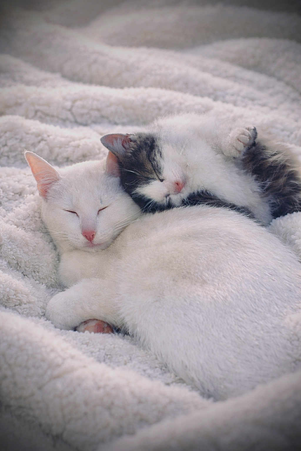 Mazout a rejoint le concours — aidez-le/la à gagner de superbes lots ! adorable, animal, black_and_white_cat, cat, cats, companion, cozy, cute, domestic_animal, fluffy_blanket, fur, indoor, mammal, pets, relaxation, resting, sleeping, snuggling, soft_texture, white_cat